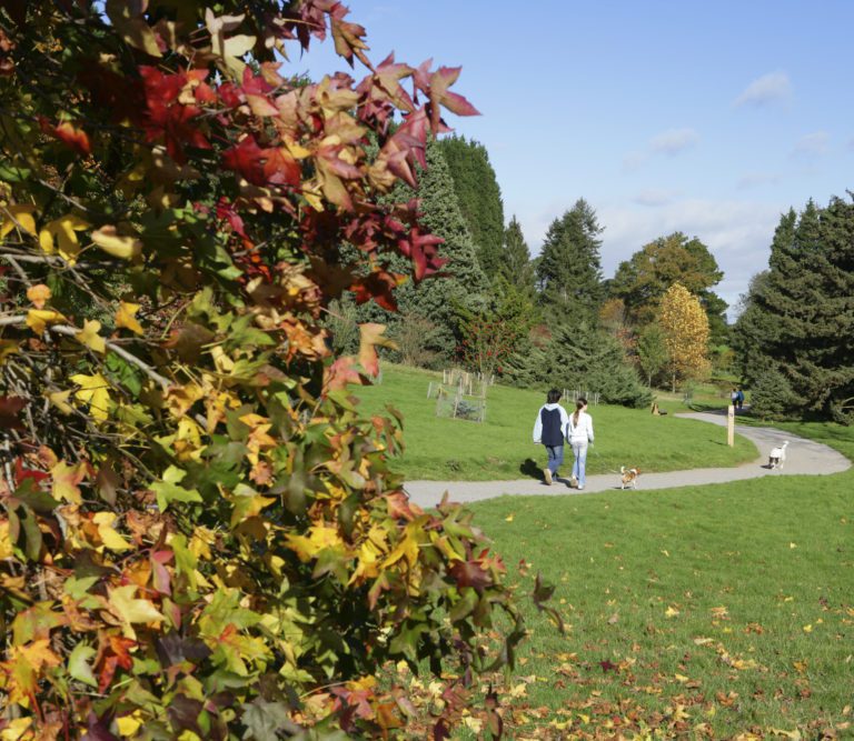 Two people walking on a flat path at Bedgebury Pinetum