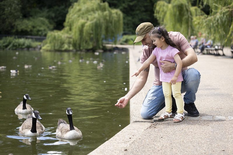 Father and daughter feed the ducks at Mote Park.
