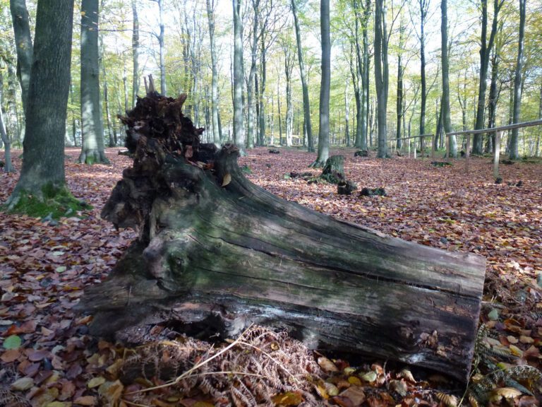 Kings Wood woodland