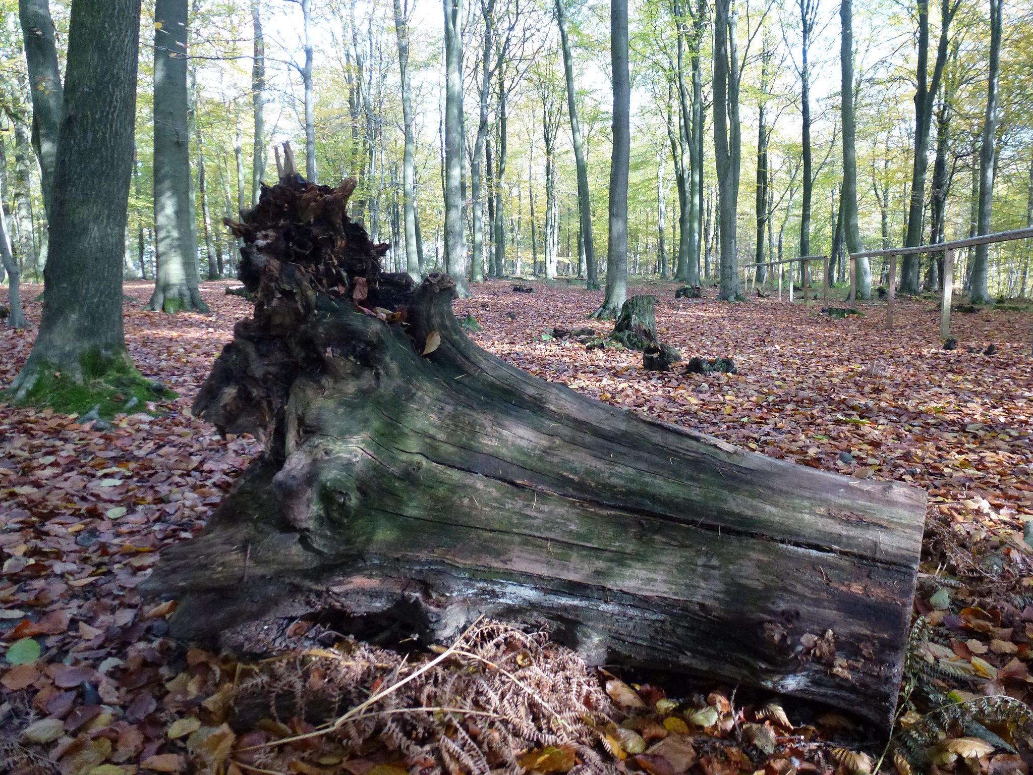 Kings Wood woodland