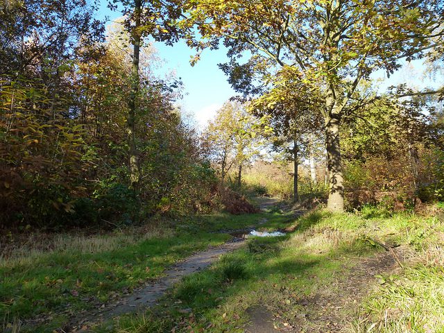 Herne and West Blean Wood walk