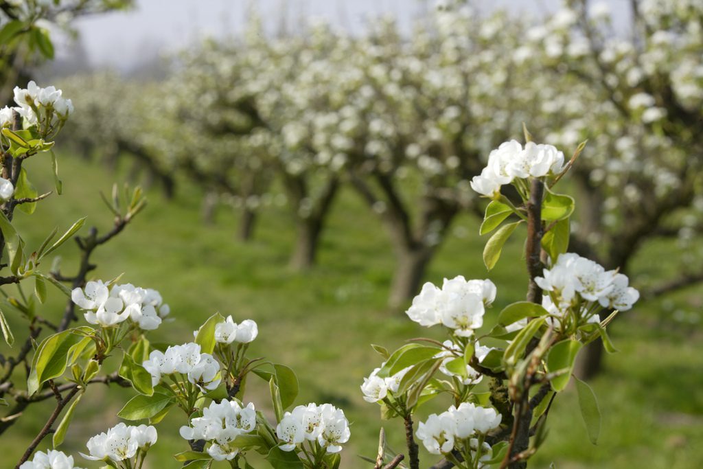 Apple Blossom & East Farleigh