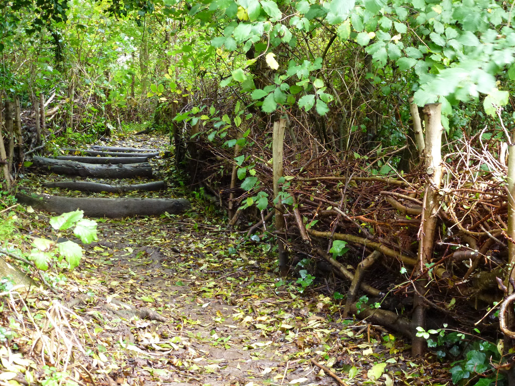 Staircase in Woodland