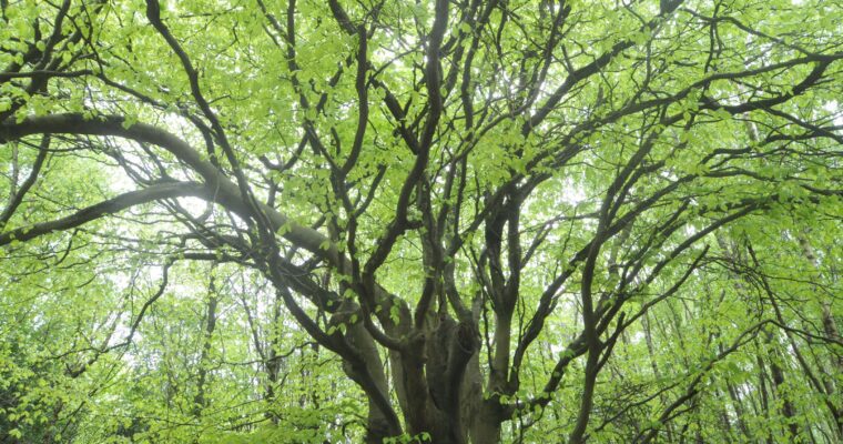 Close up of a tree
