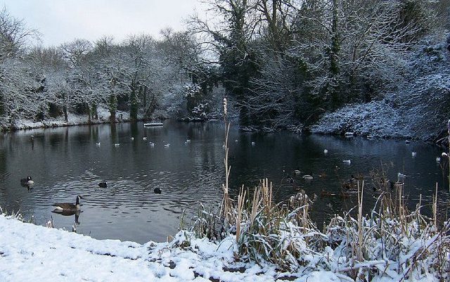 Geese on pond in Winter, Kent