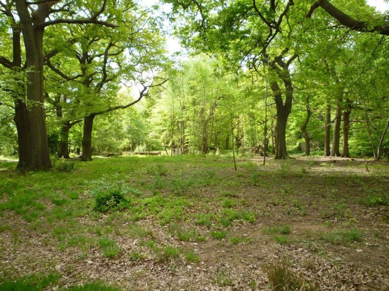 southborough-woodland