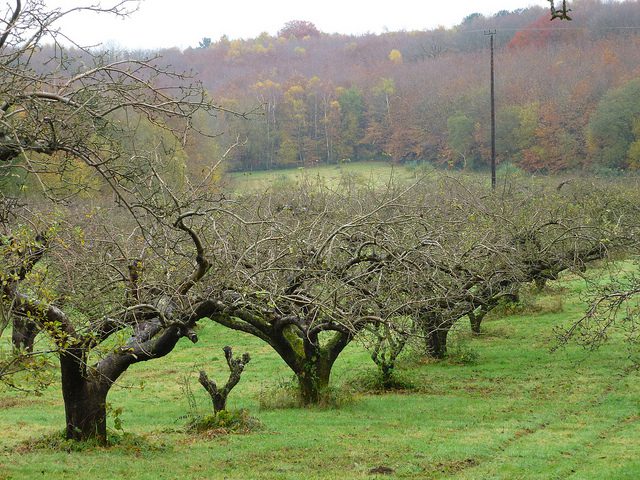 orchard tree line