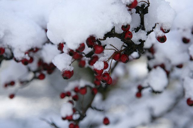 Berries in the snow