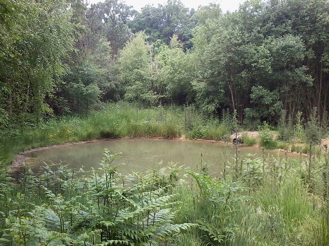 Pond with long grass around