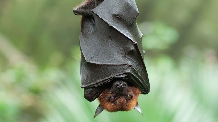 bat-upside-down