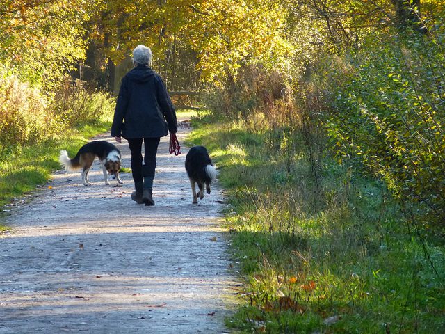 2 Dogs and man walking through woodland