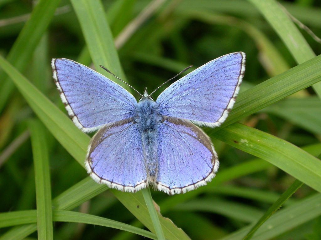 Blue Adonis Butterfly
