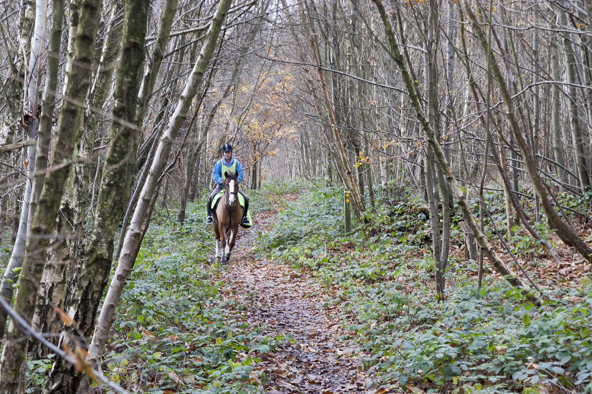 Horse Riding Stubbs Wood