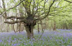 bluebells in a large woodland