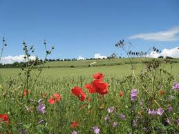 lenham field with wild flowers