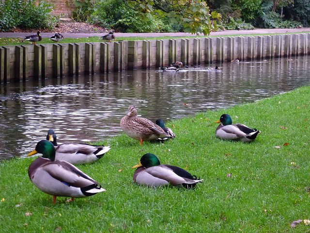 canterbury ducks