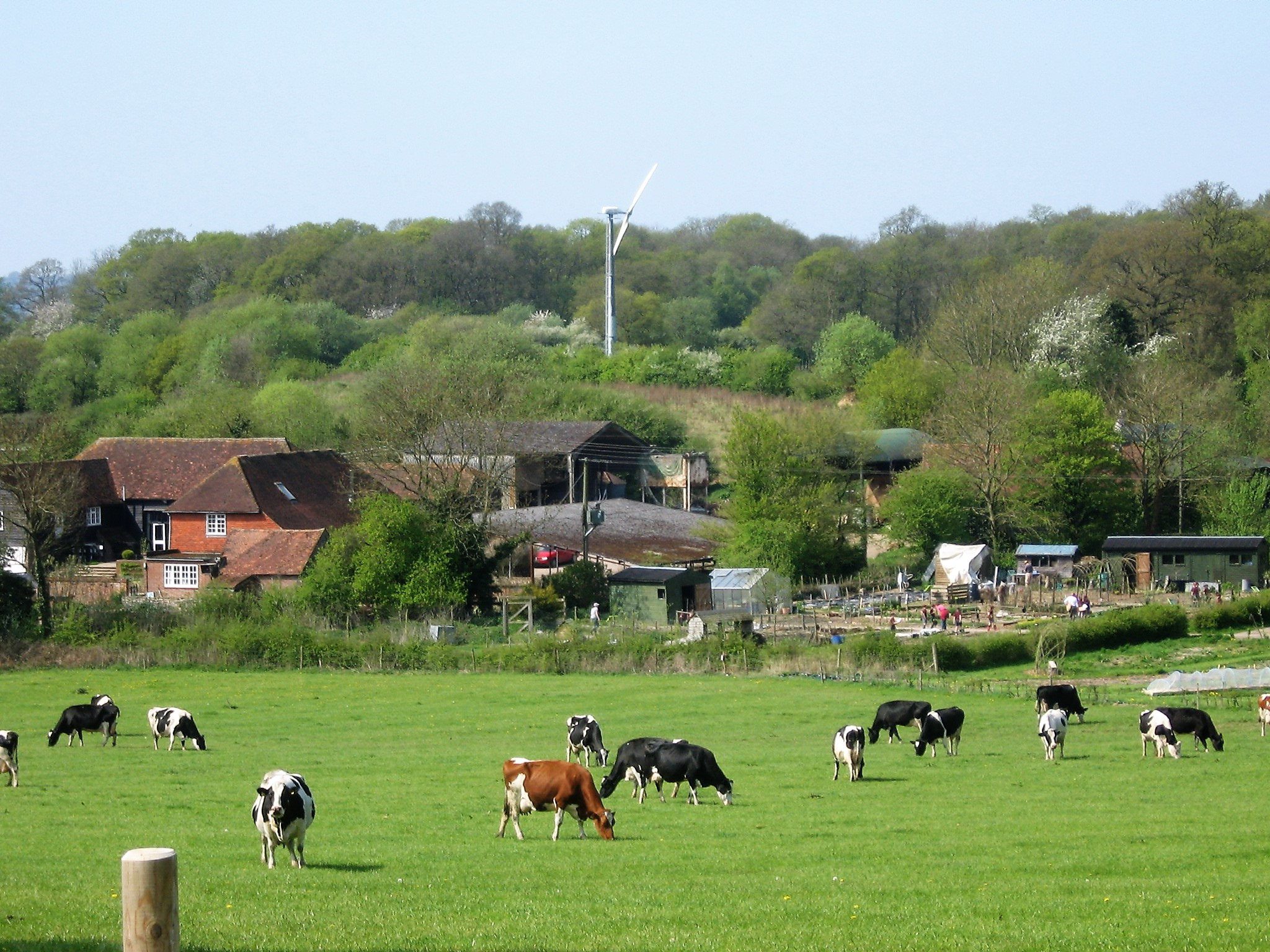 Cows at Bore Place