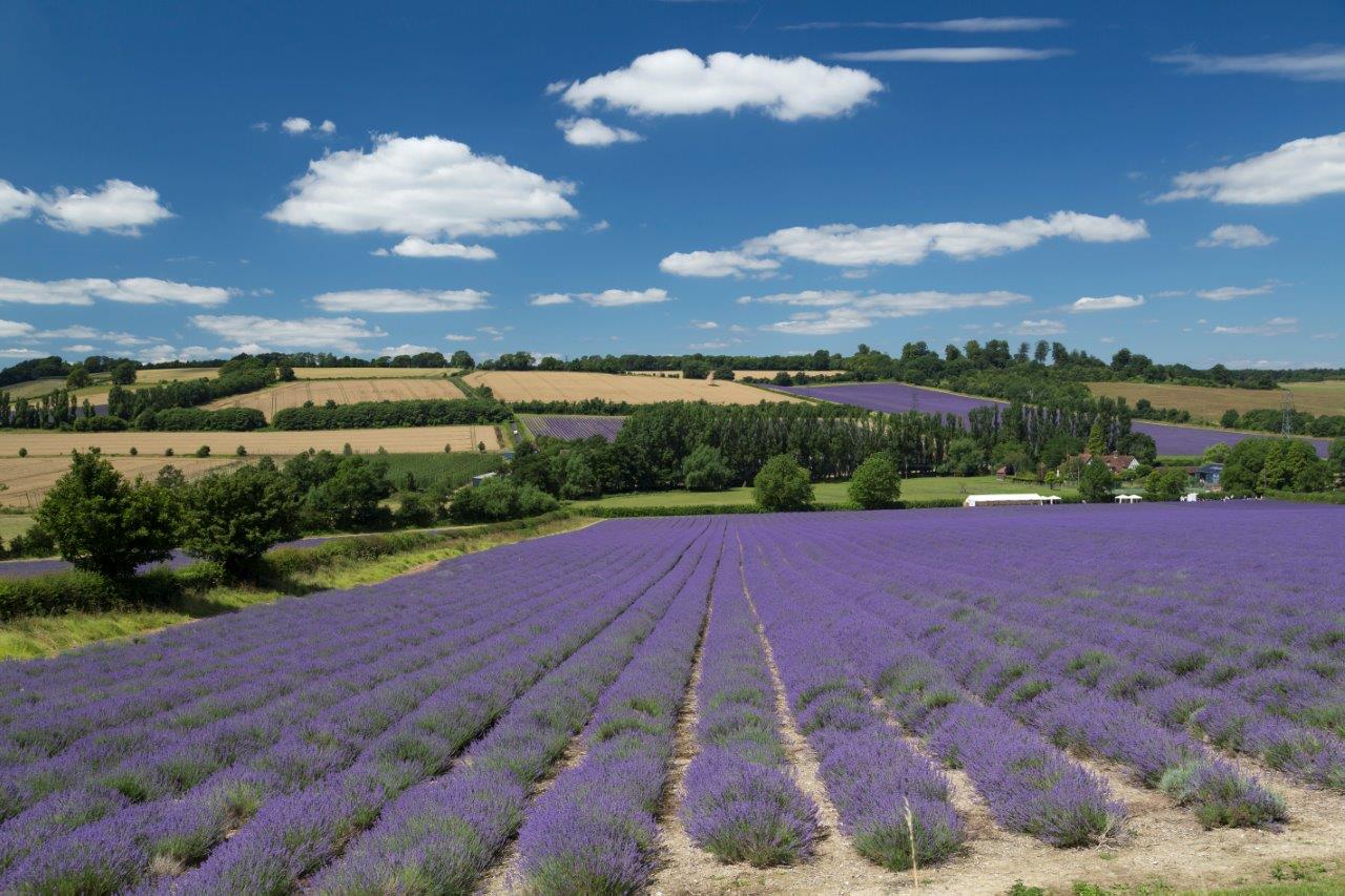 Lavender fields, with trees in distance and crop fields. Blue sunny sky.