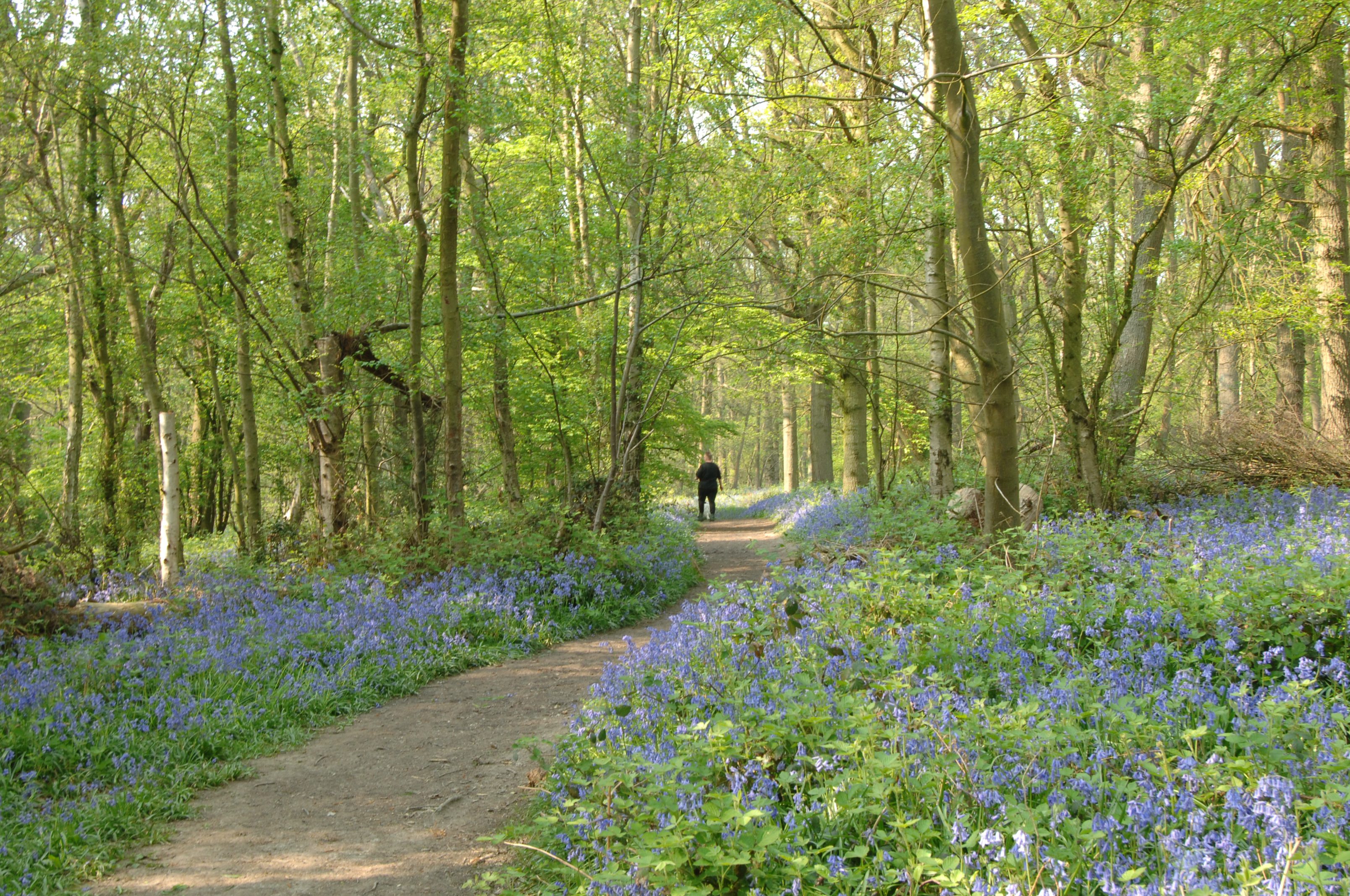 Walk with bluebells