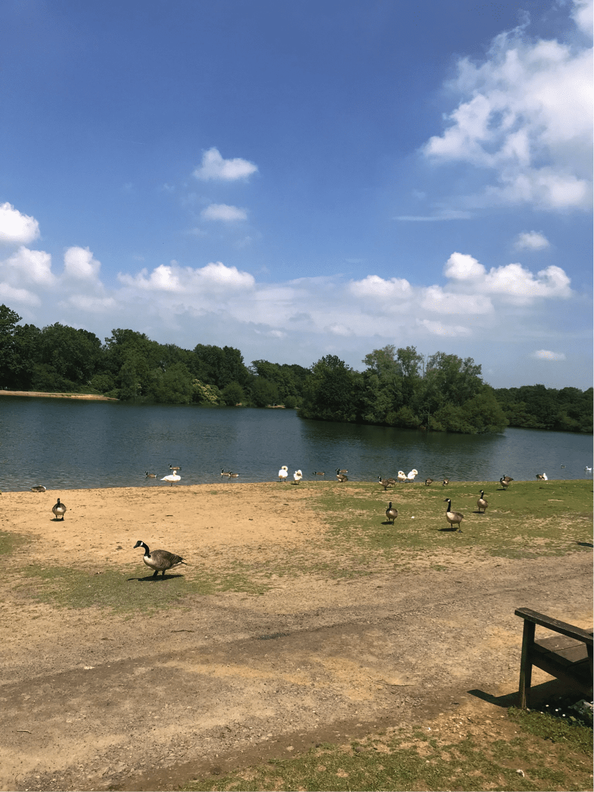 View of Lake including ducks