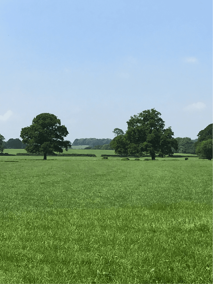 2 trees in Field
