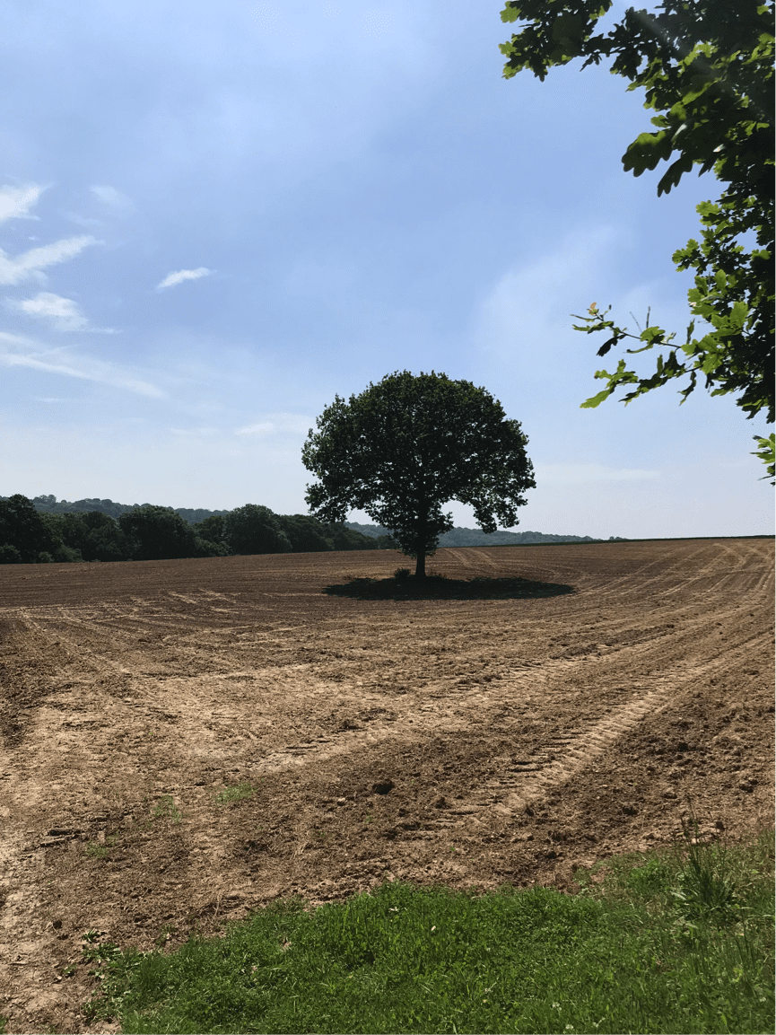 Tree in field at Penshurst Place