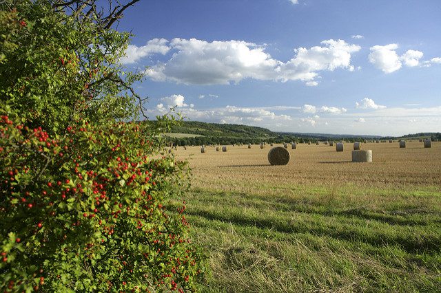 Hay at Lullingstone