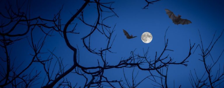 Full Moon beyond the branches of a tree with 2 bats