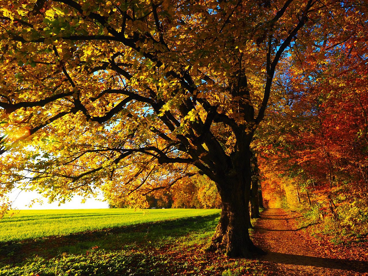 woodland-path-in-autumn
