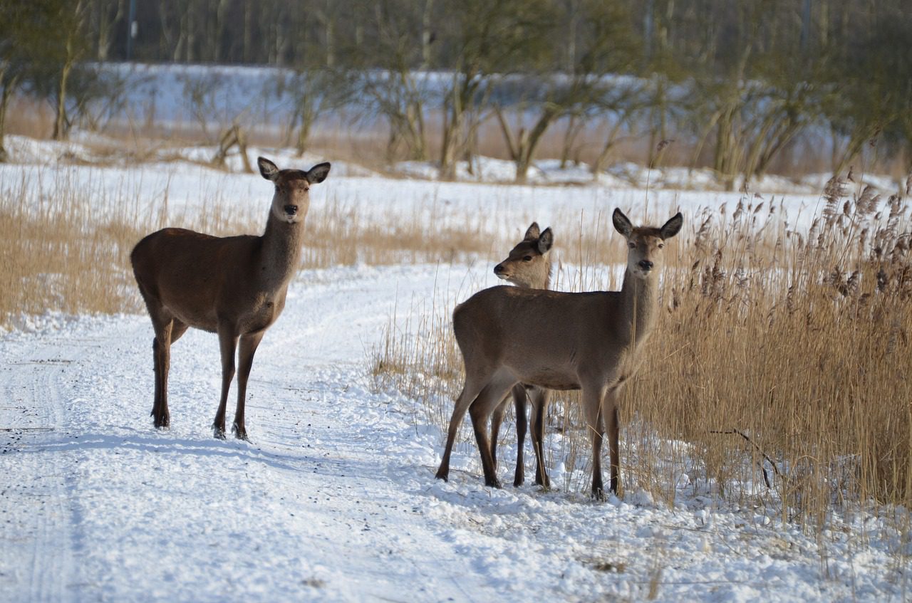 Children's Winter Deer Trail