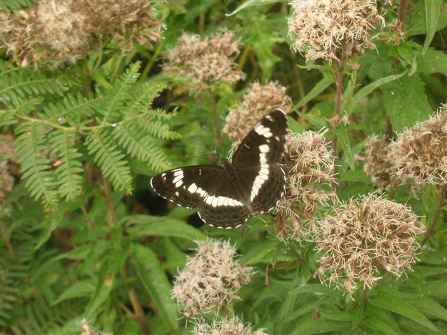 butterfly on green vegetation