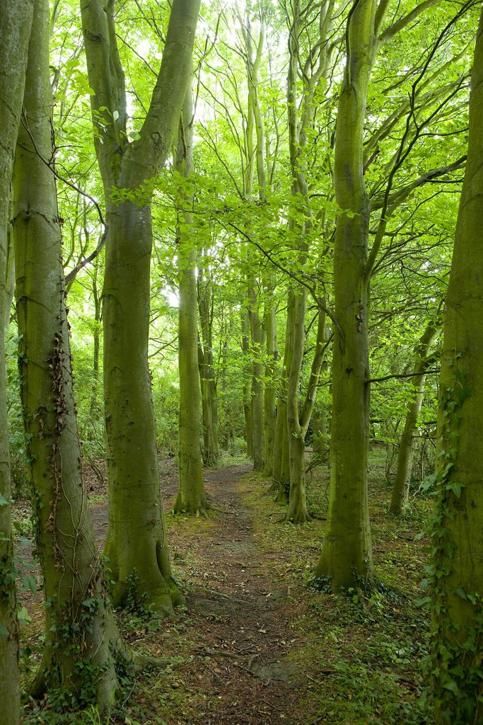 green trees in woodland
