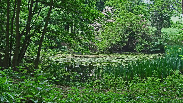 Wildlife Pond with lilypads