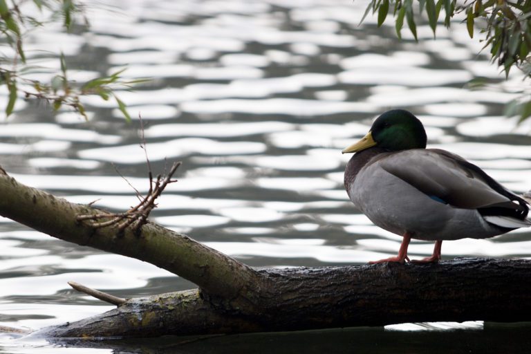 Duck by Leybourne lake