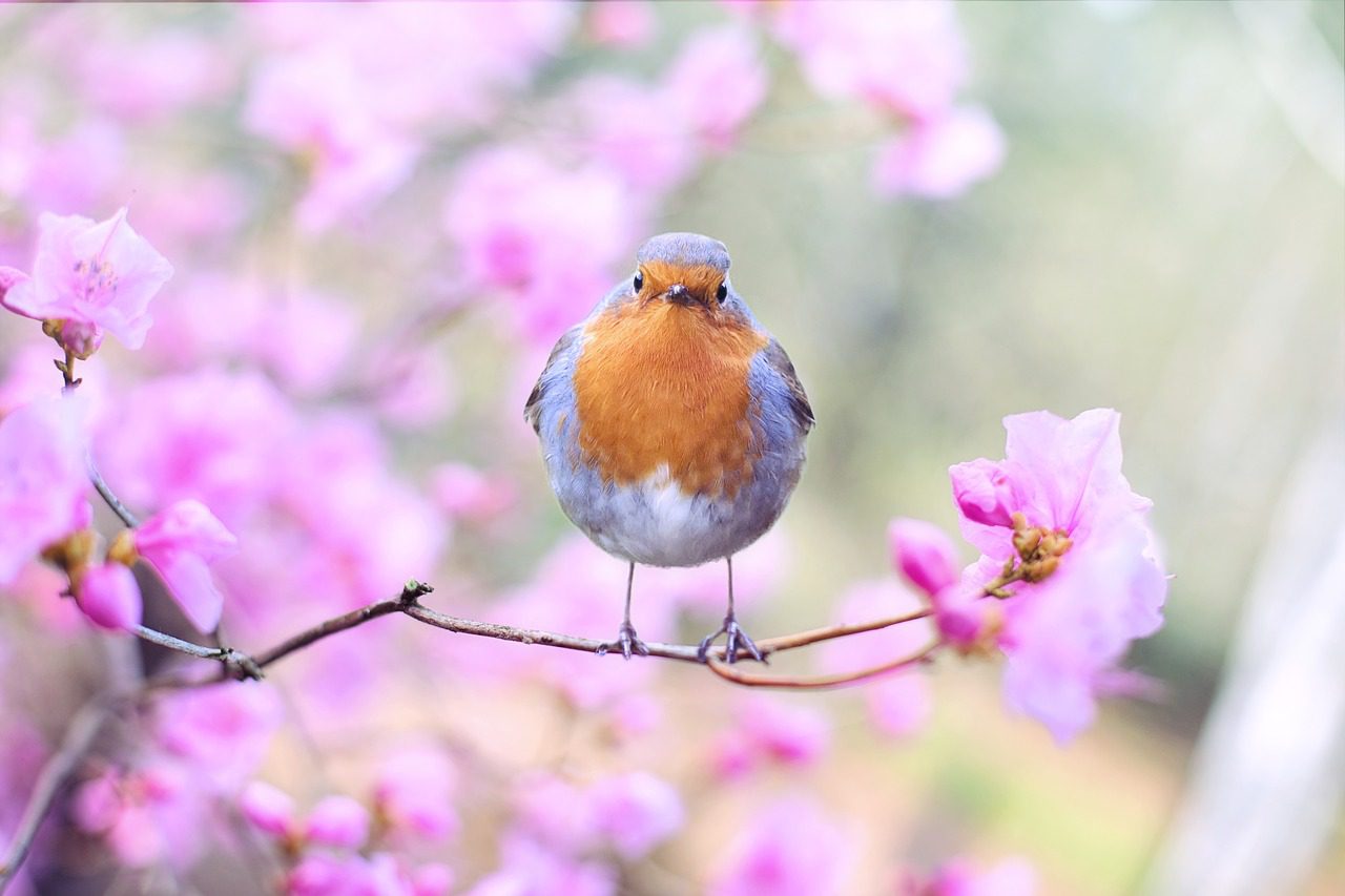 spring-bird