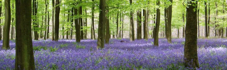 Bluebell flowers in woodland