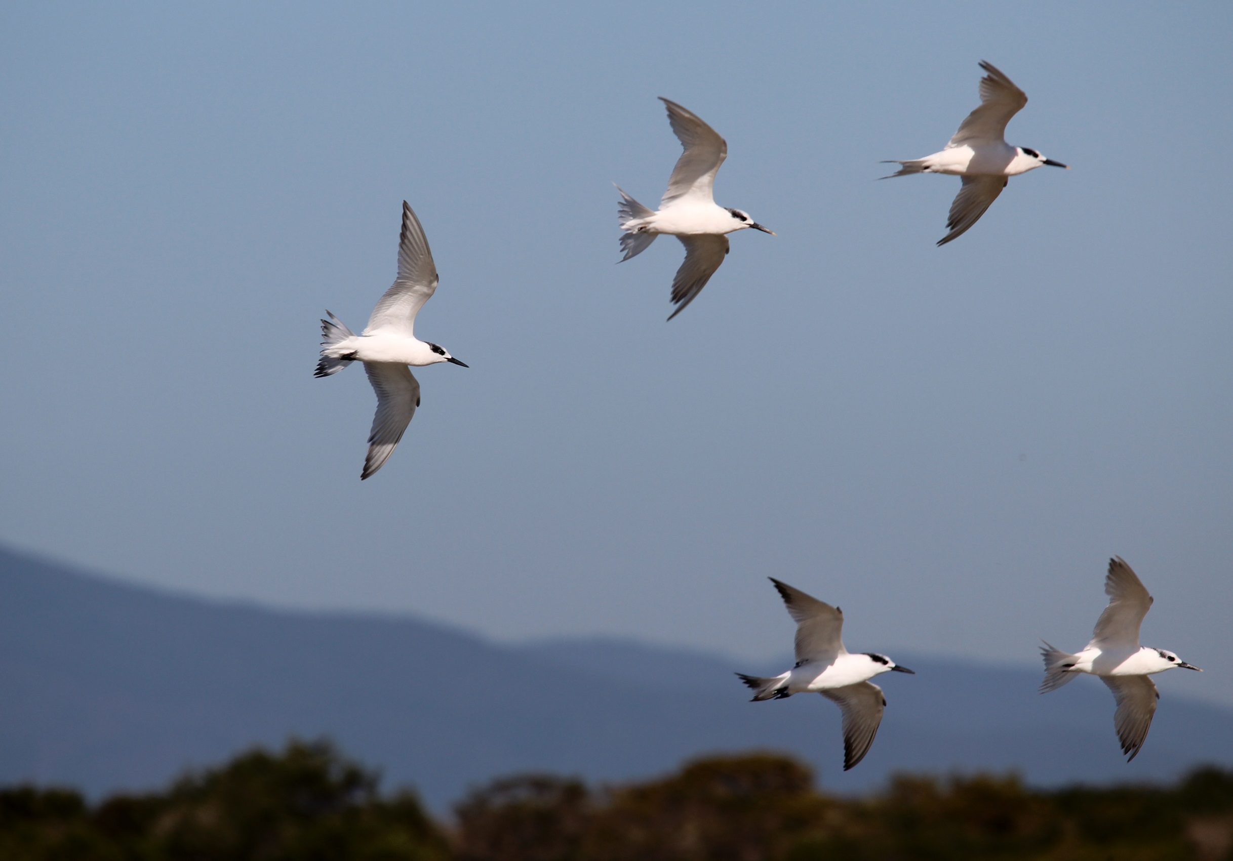 Sandwich Terns in flight