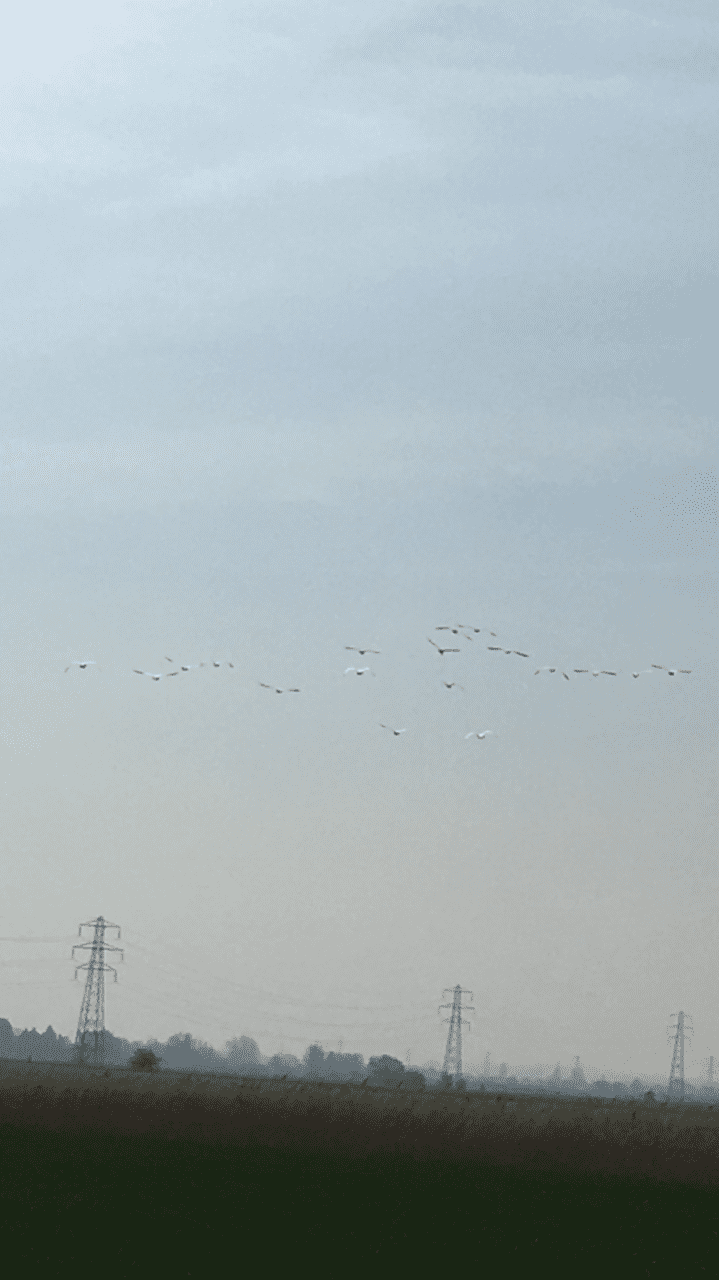 Flock-of-Birds