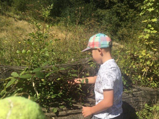 bailey picking blackberries