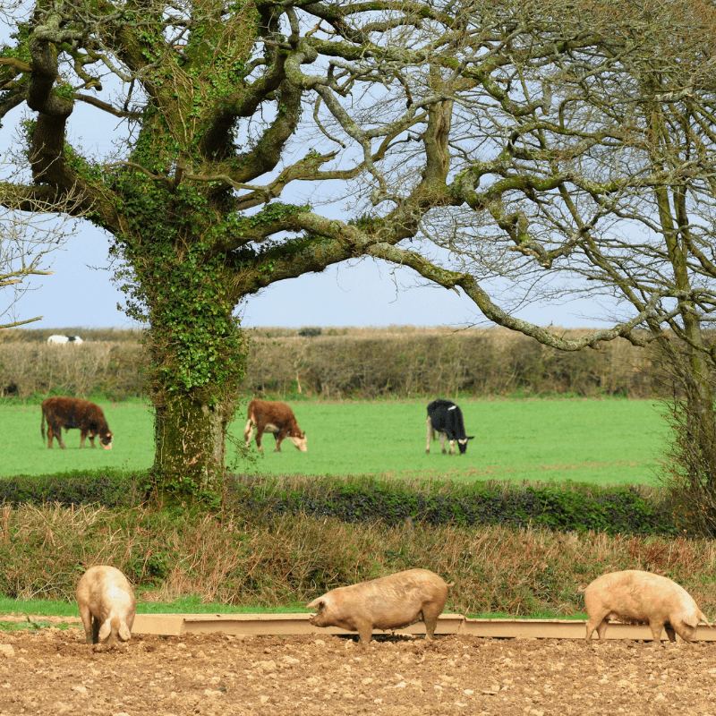 cows and pigs
