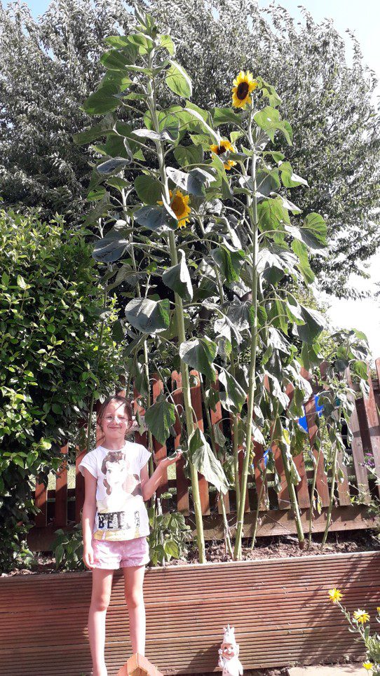 sophie-with-her-sunflowers