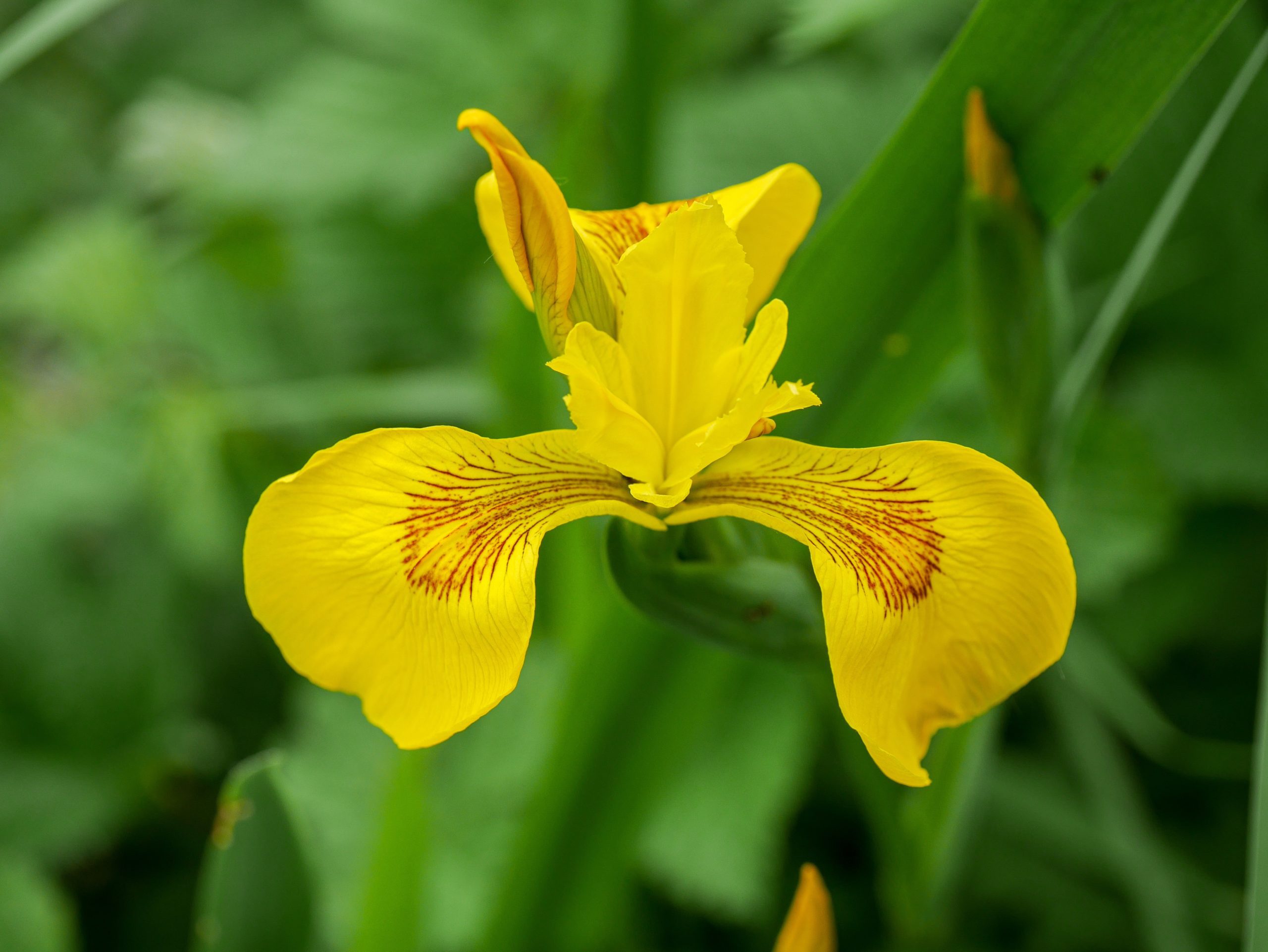 yellow flag-iris