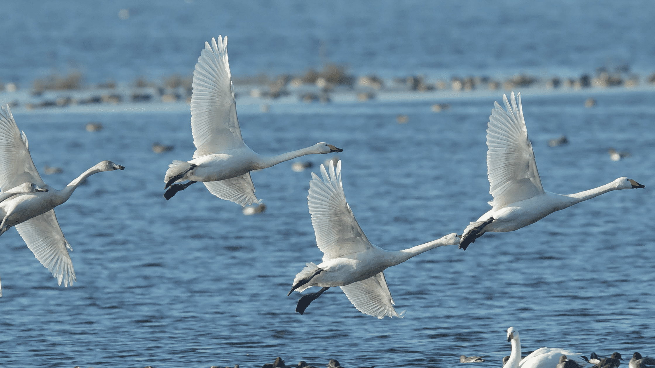 Whooper Swan Migrating