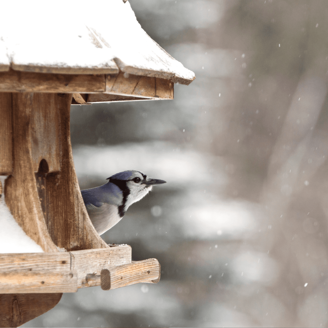 bird feeder at winter