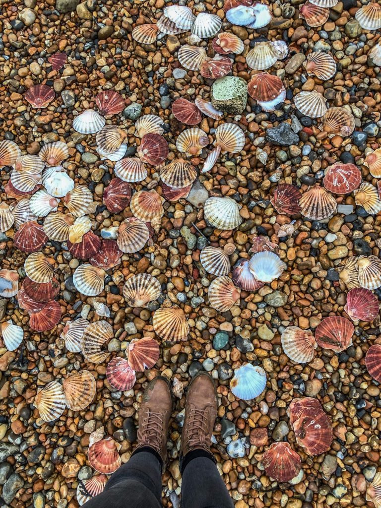 Folkestone Shells