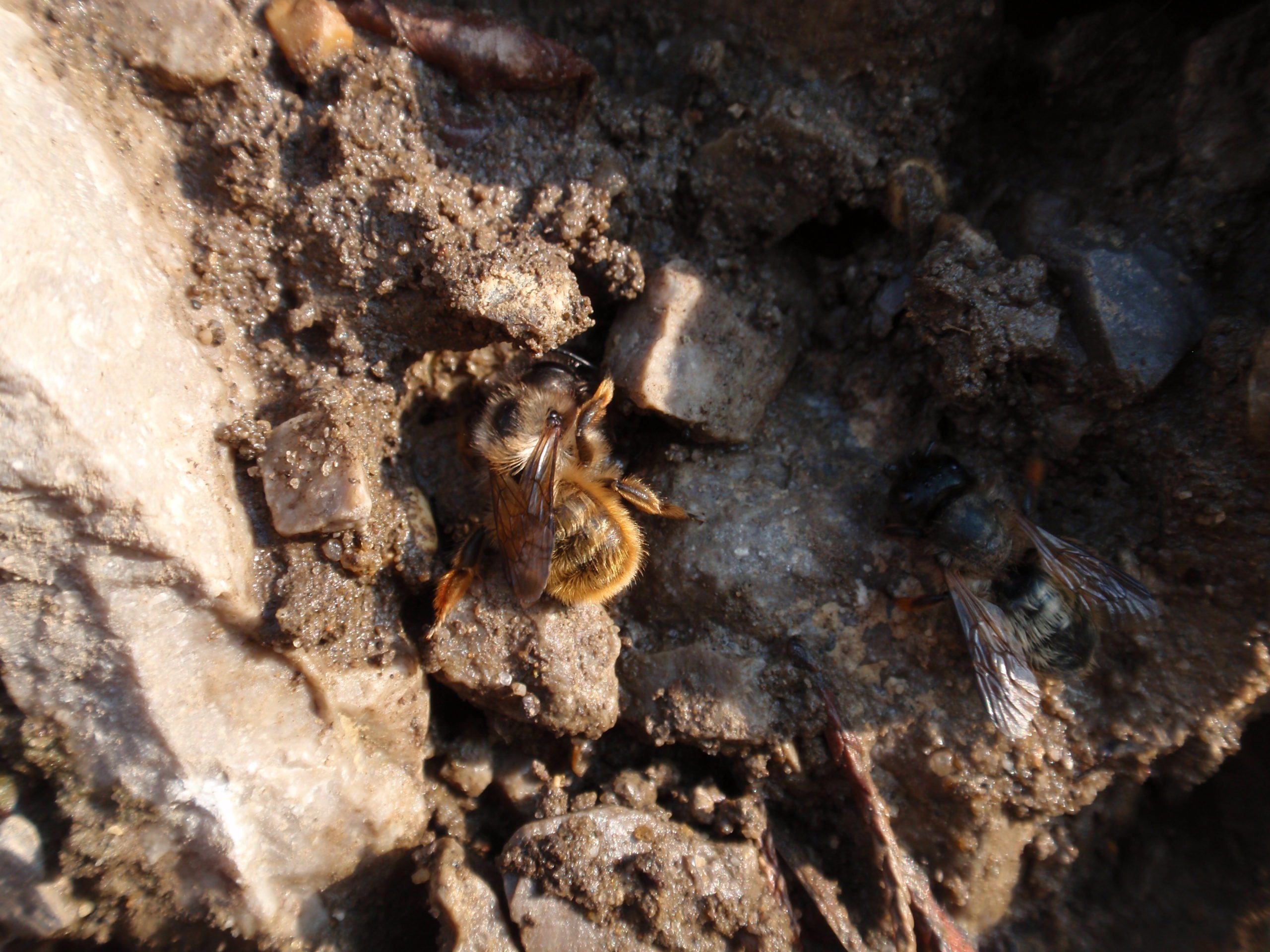 Red Mason Bee collecting mud