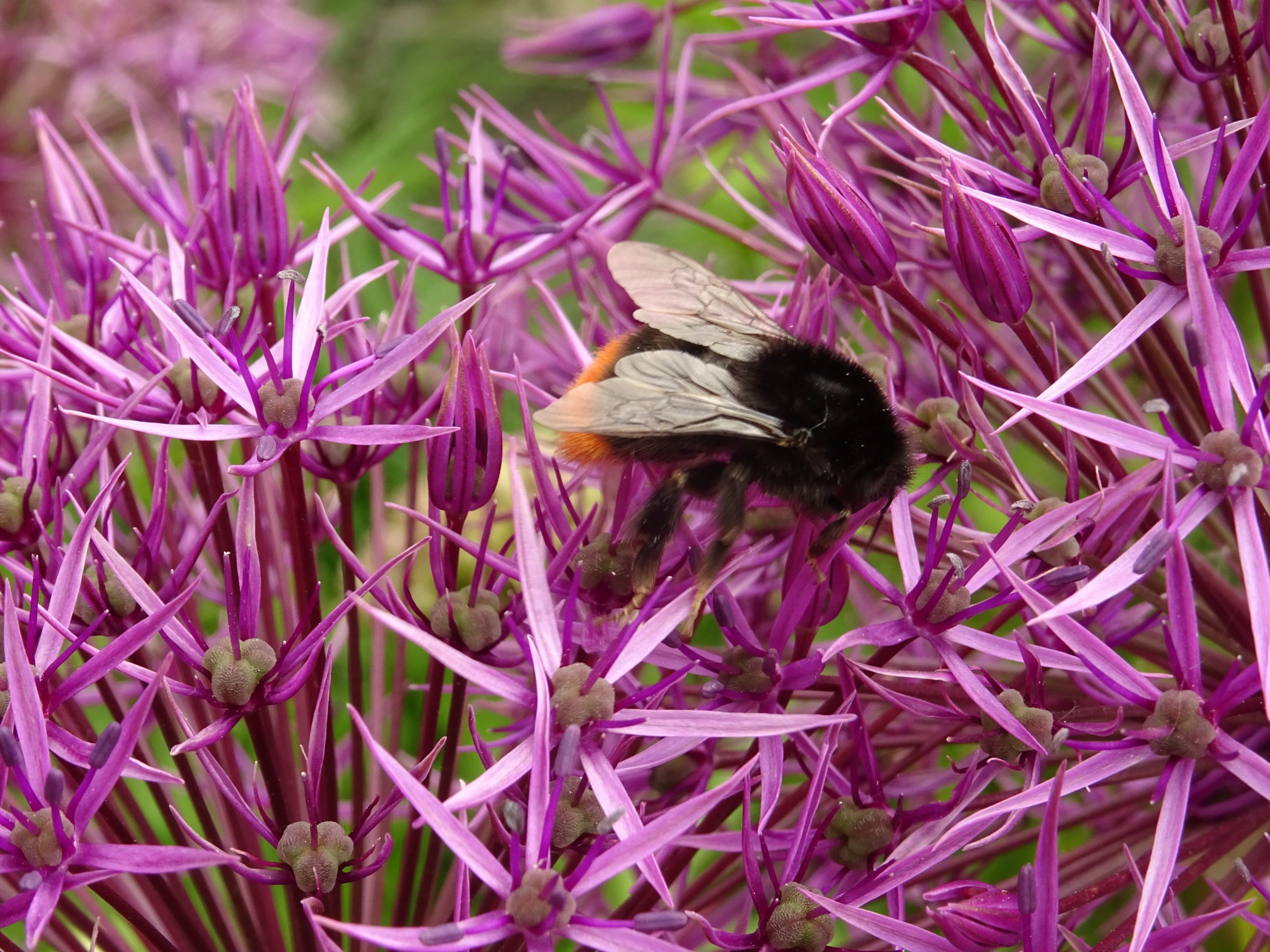 Red tailed bumblebee garden world bee day 2021
