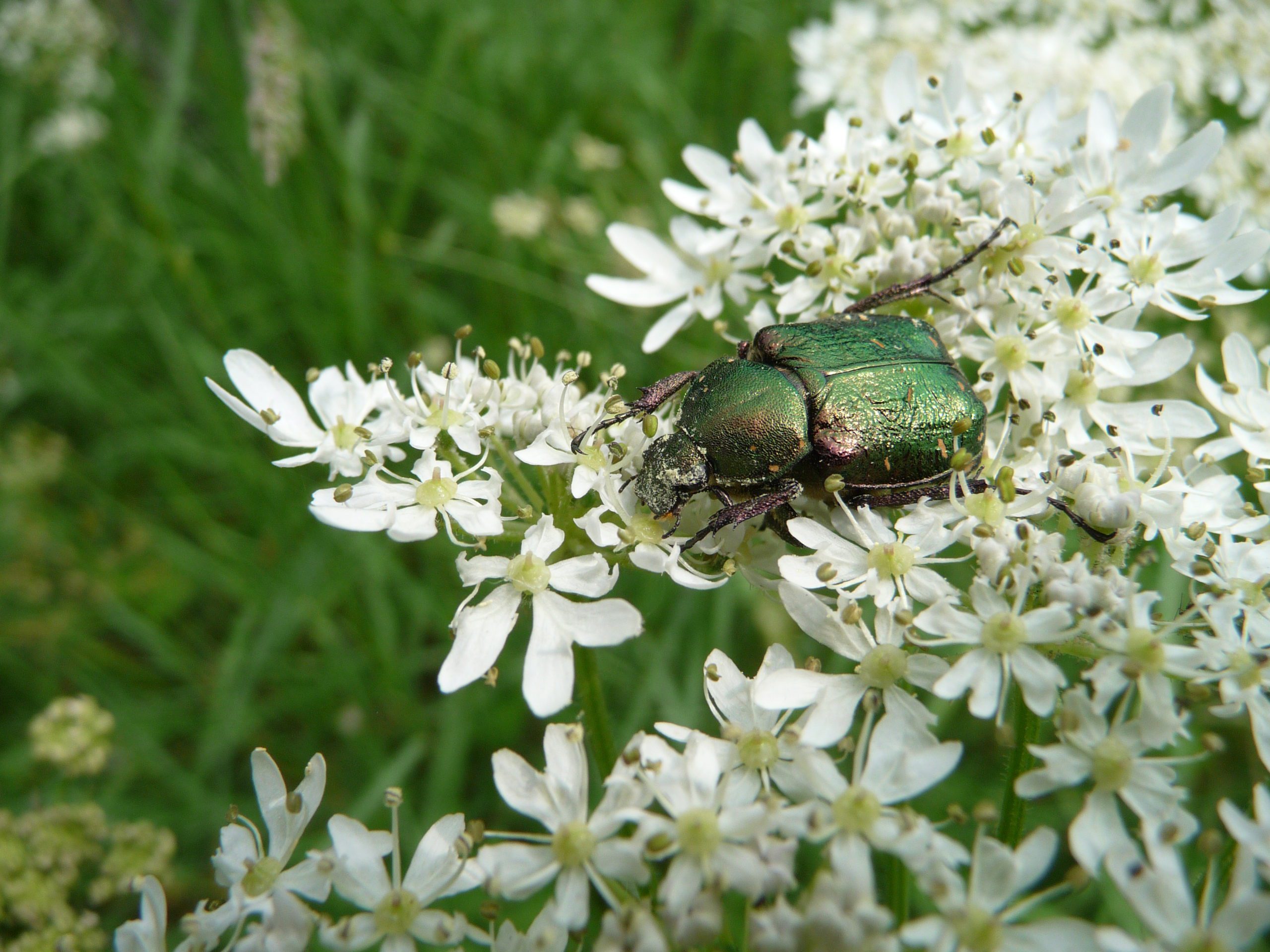 Noble chafer beetle