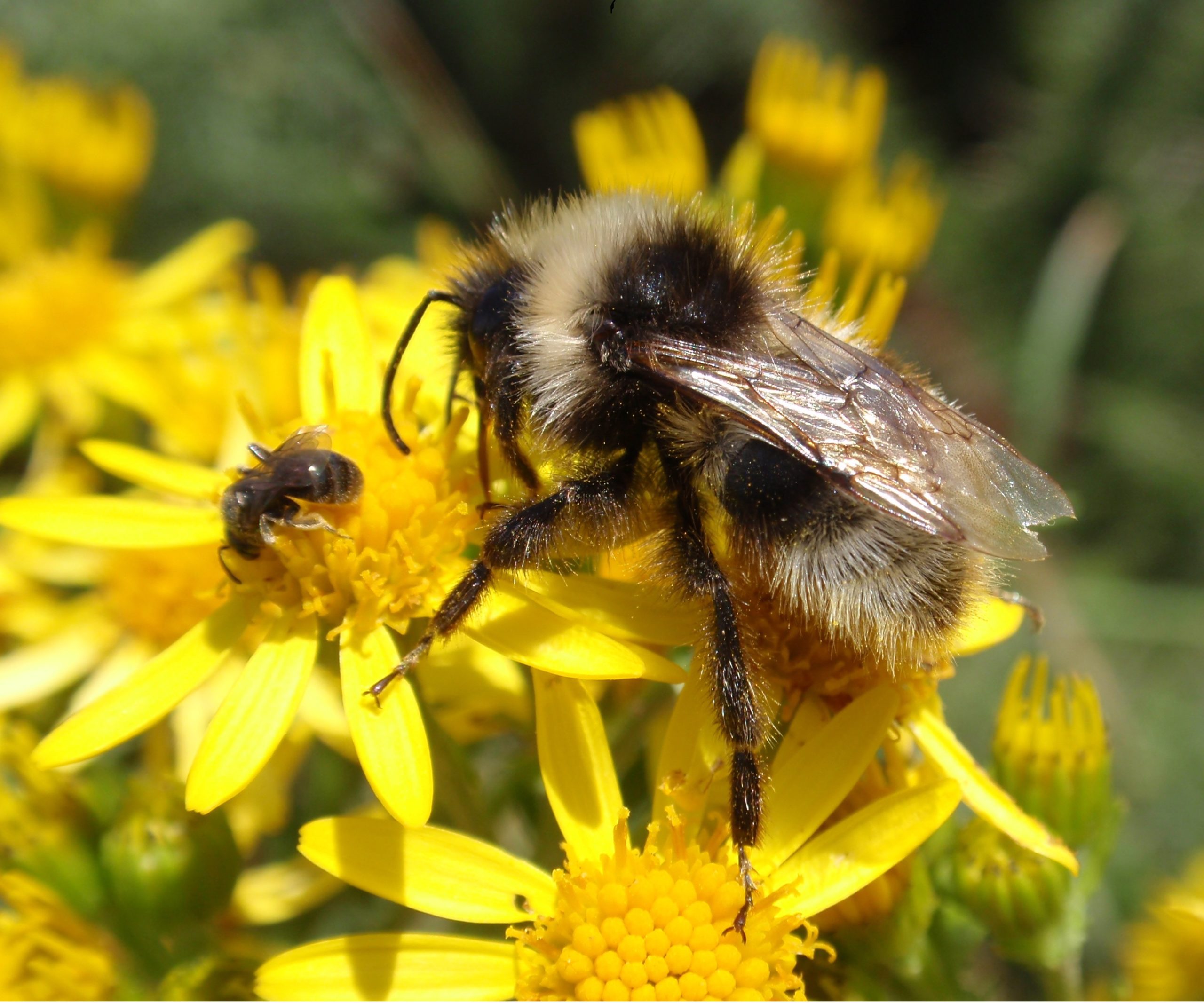 Solitary Bee vs Bumblebee
