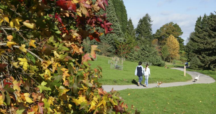 Image shows 2 people walking on a path through Bedgebury with autumnal colours on the trees